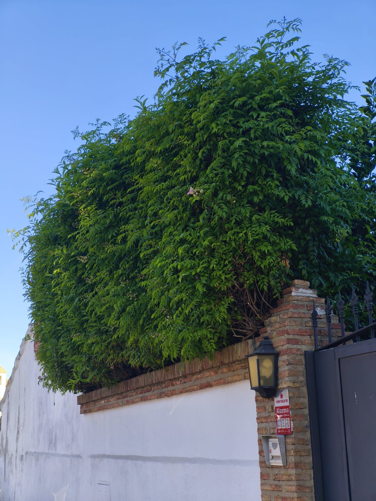 Seto frondoso y alto sobre un muro blanco, junto a un pilar de ladrillo y una verja negra, bajo un cielo azul.