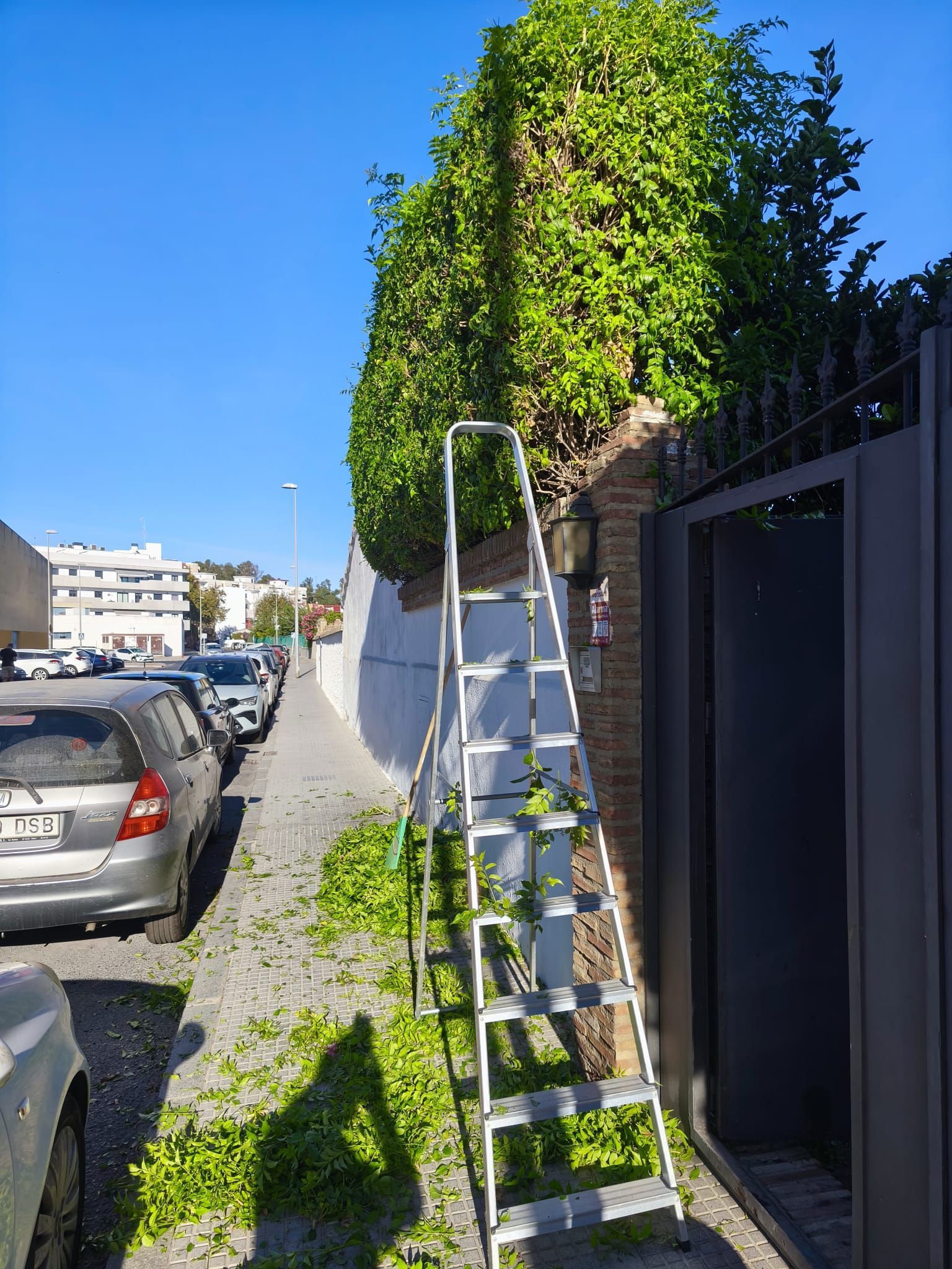 Una escalera alta está apoyada contra un muro cubierto de enredaderas, junto a varios coches aparcados en una calle soleada.