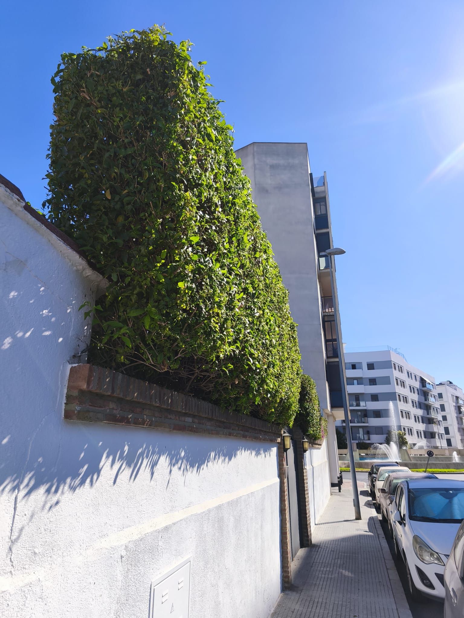 Seto alto y verde junto a una pared blanca, junto a una calle soleada con coches aparcados y edificios de apartamentos.
