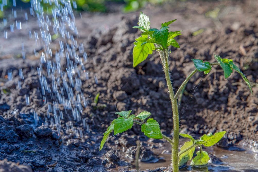 Una joven planta de tomate recibe agua en la tierra, mientras el agua salpica a su lado.