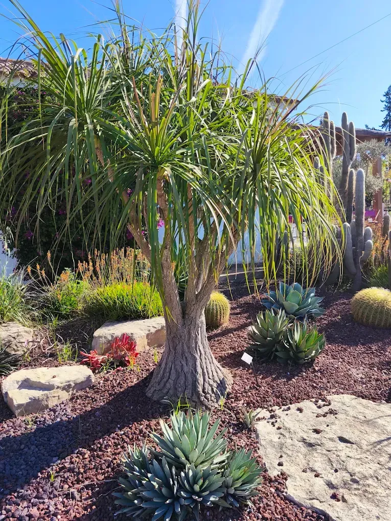 Jardín desértico con una palmera, plantas suculentas, rocas y un paisaje árido bajo un cielo azul brillante