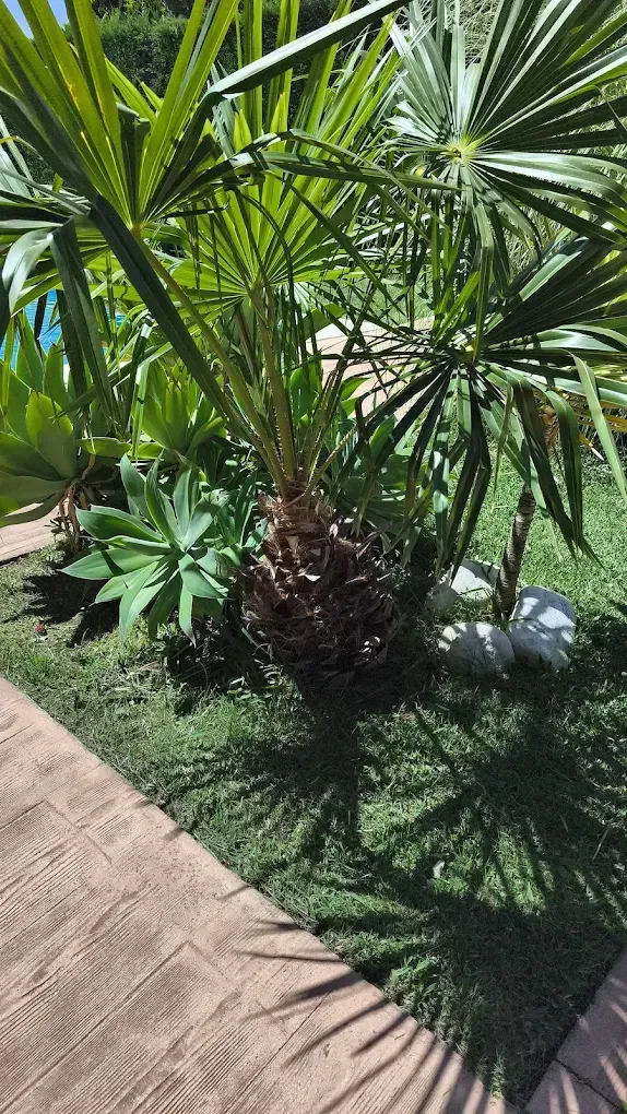 Palmeras tropicales y suculentas junto a un sendero de ladrillo bajo un sol radiante.