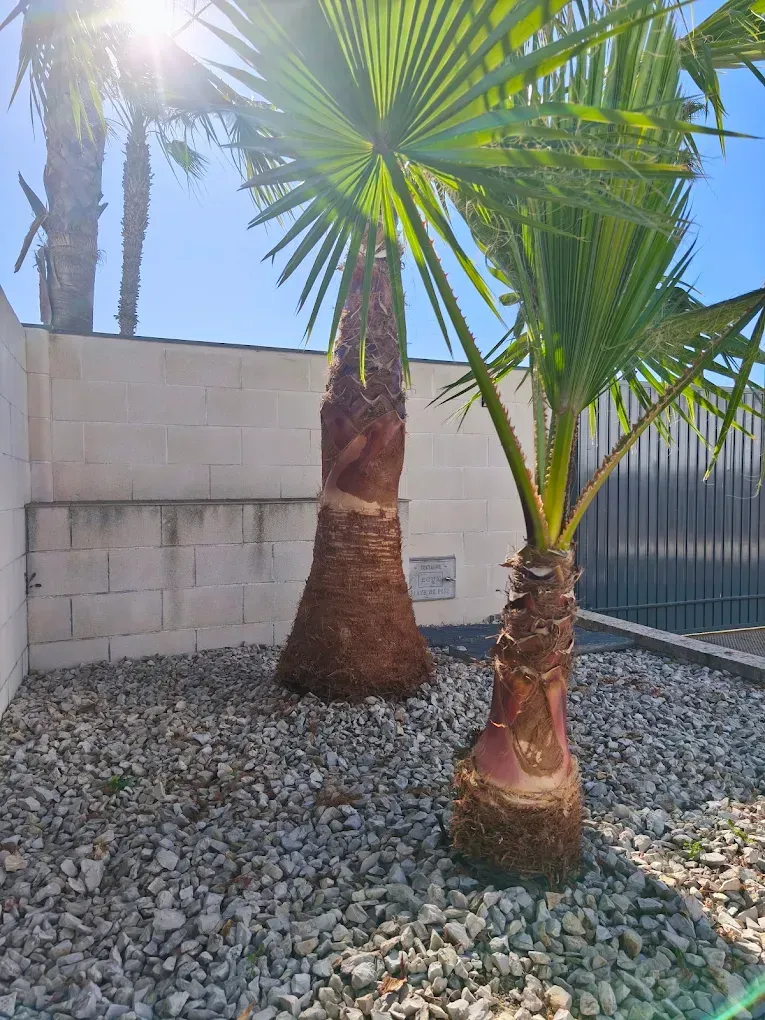 Dos palmeras en un patio de grava, junto a un muro de hormigón bajo un sol radiante
