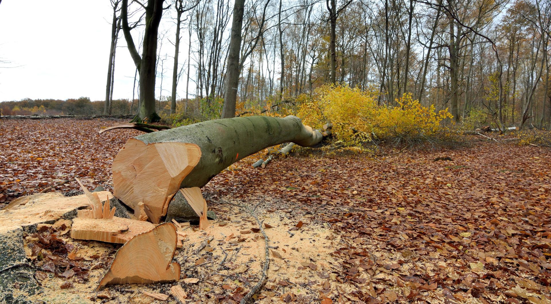Un arbre tombé dans une forêt d'automne, avec des feuilles jaunes et des feuillages bruns épars au sol.