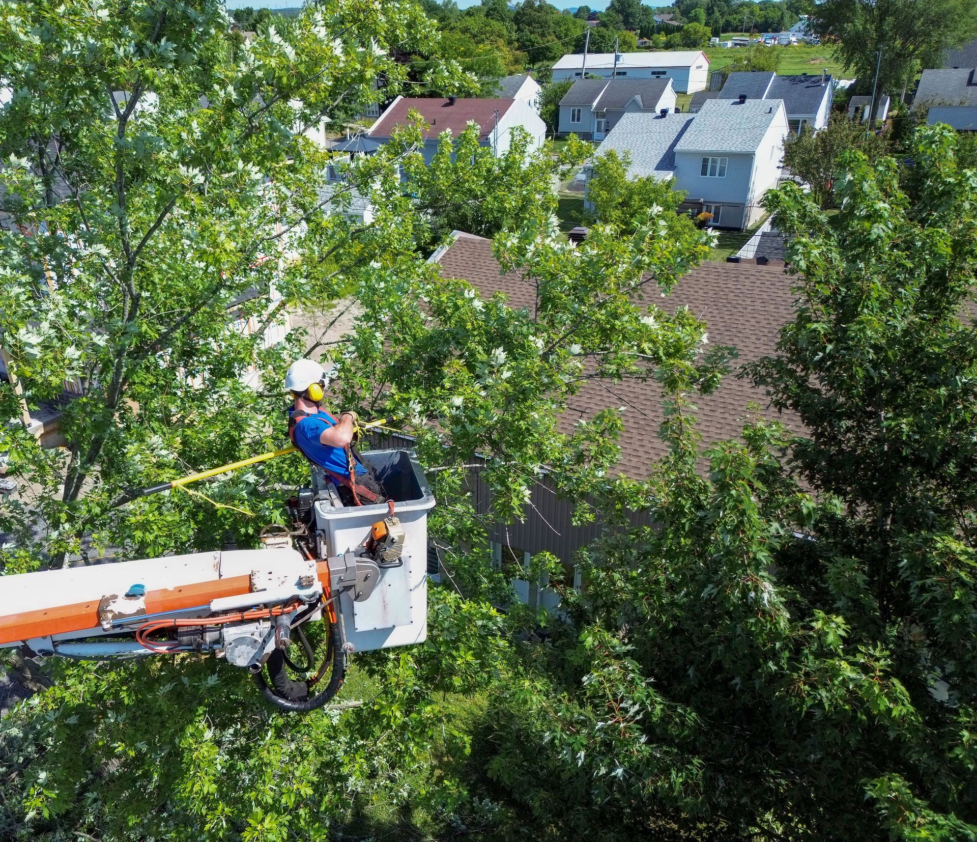 Un ouvrier taille des branches d'arbre depuis une nacelle élévatrice dans un quartier résidentiel.
