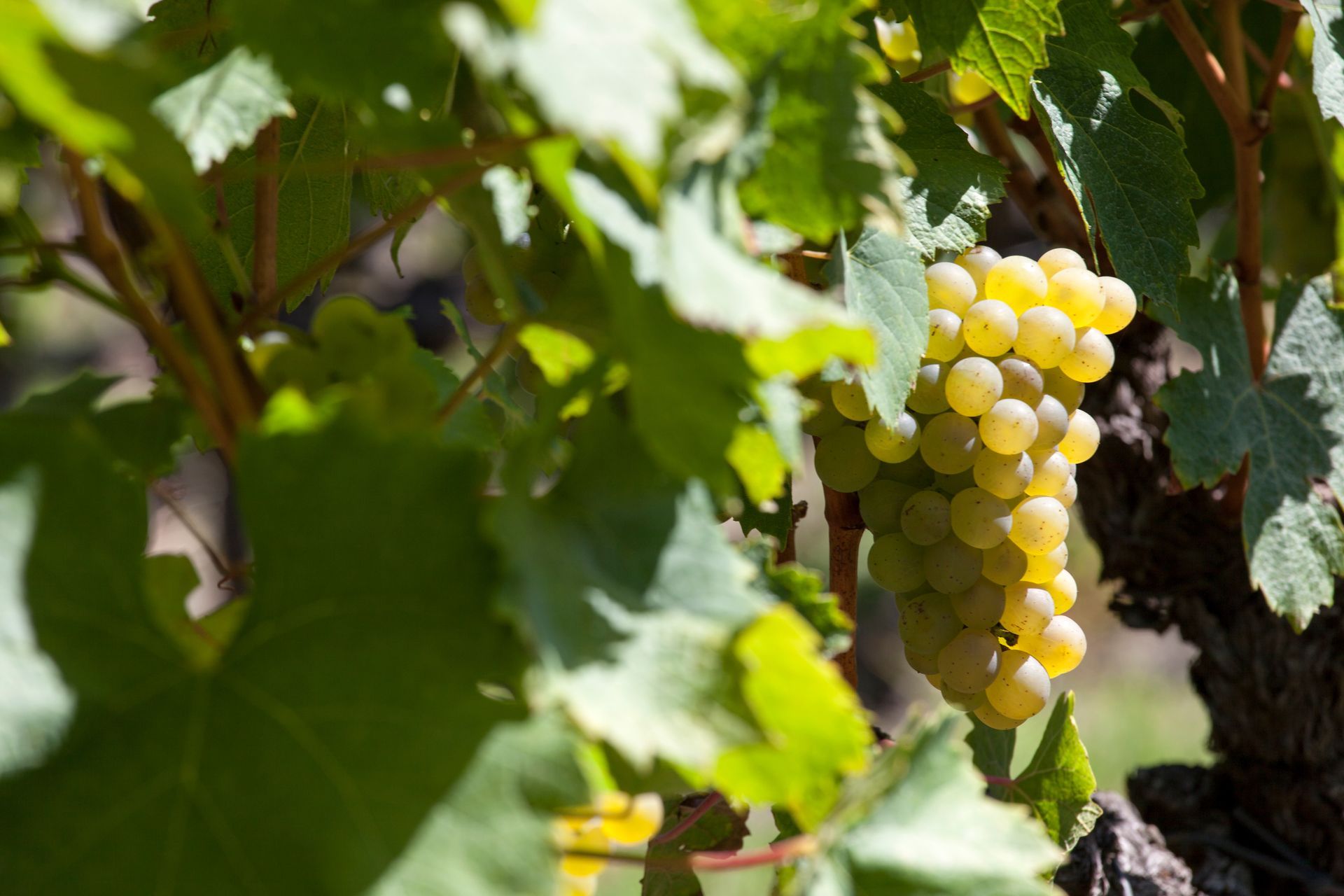 Dans un vignoble, une grappe de raisins vert pâle est suspendue à une vigne.