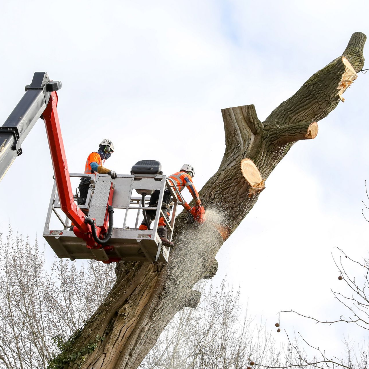 Deux ouvriers, à bord d'une nacelle élévatrice, utilisent une tronçonneuse pour découper des sections d'un grand arbre.