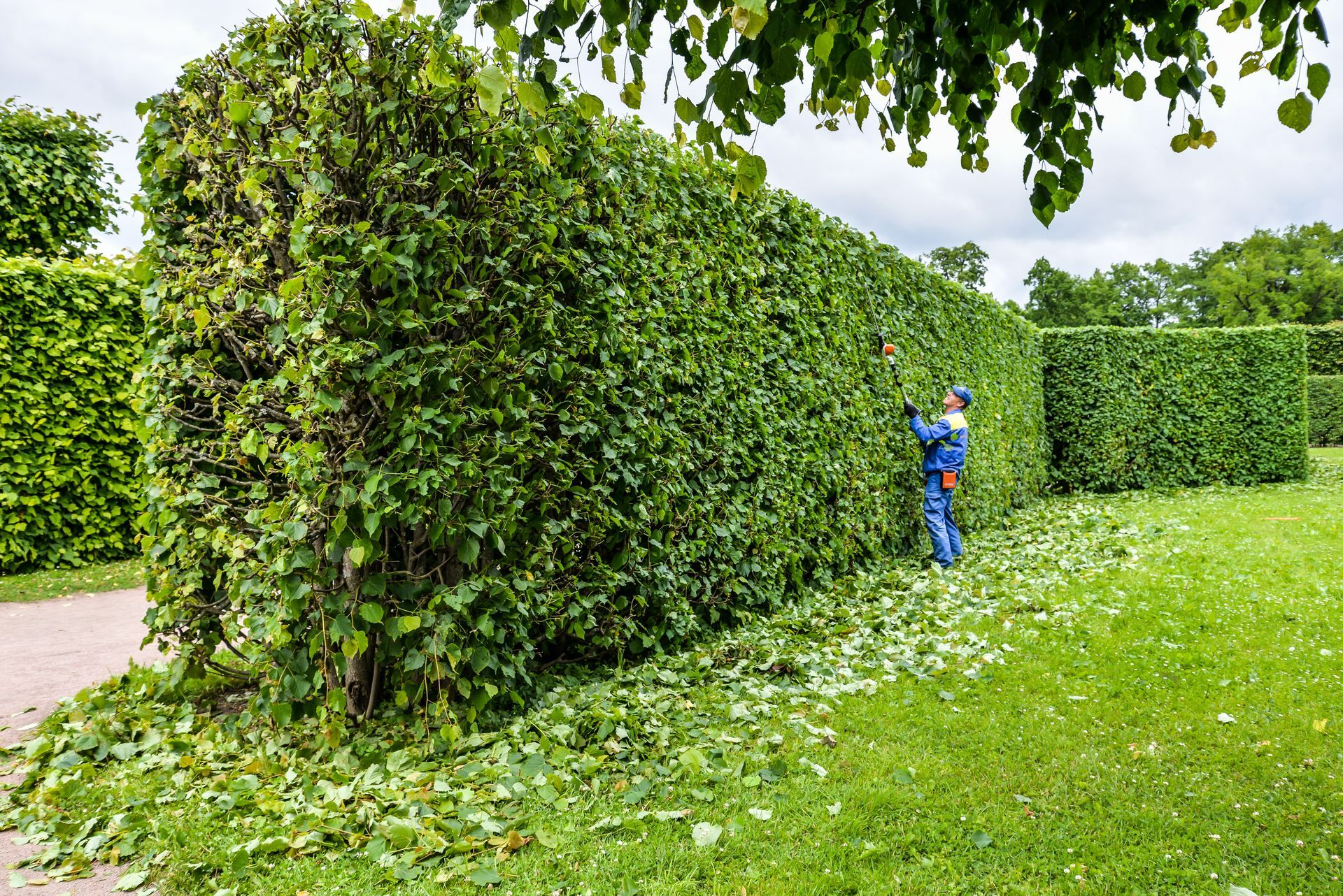 Une personne vêtue d'une tenue de travail bleue taille une haute haie verte rectangulaire.