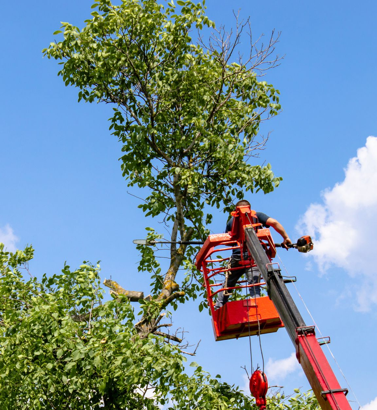 Un ouvrier dans une nacelle élévatrice rouge élague un arbre à l'aide d'une tronçonneuse.