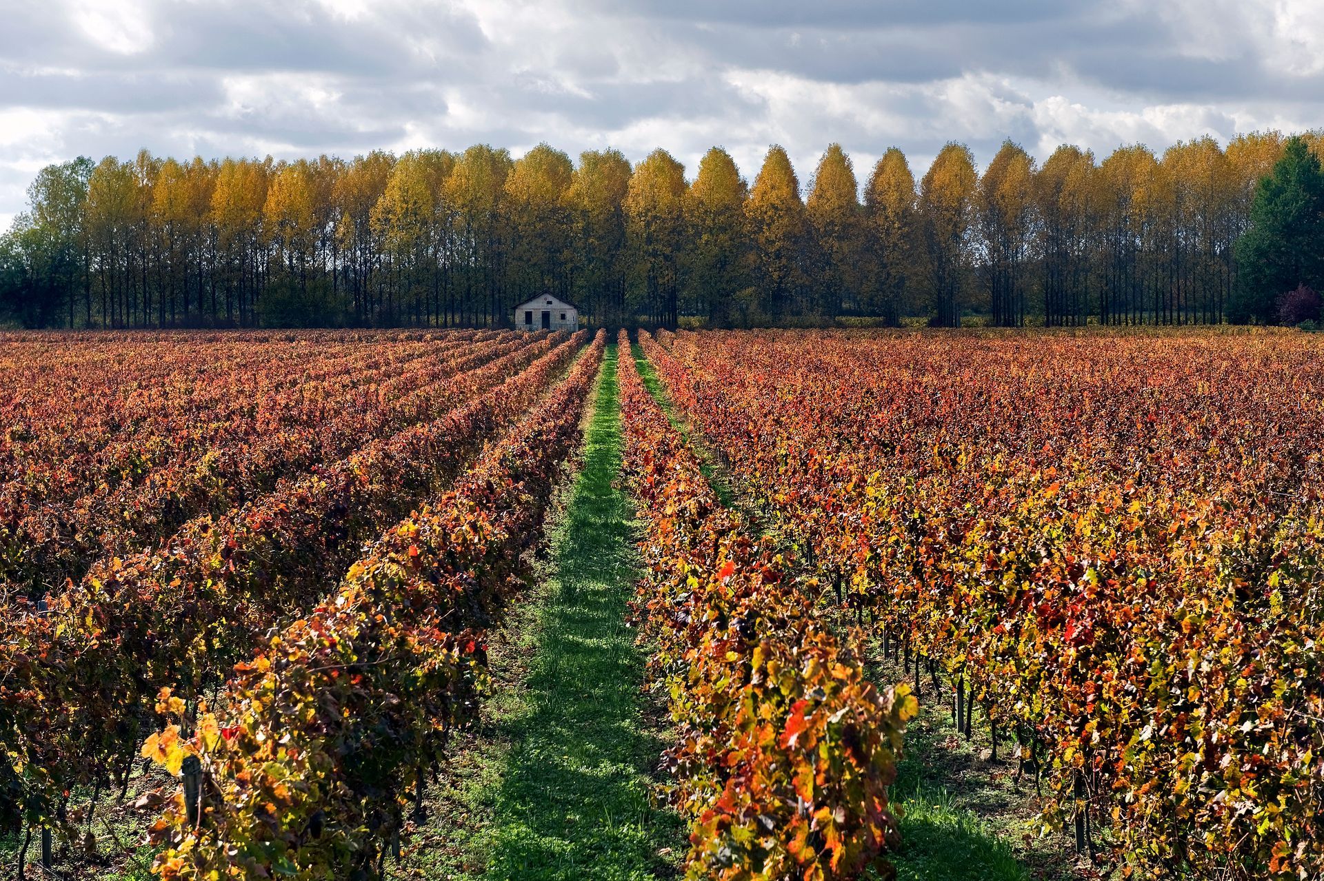 Un vignoble en automne, avec des vignes rouge-brun disposées en longues rangées.