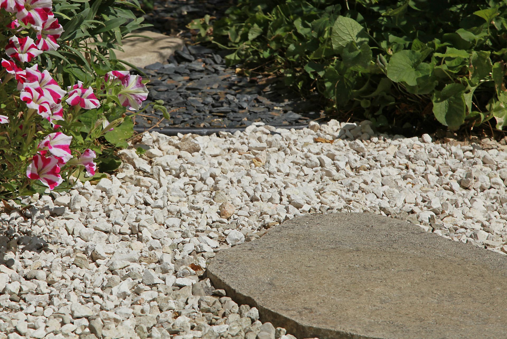 Allée de jardin en gravier blanc avec une dalle de pierre, fleurs roses et blanches et feuillage vert en arrière-plan.