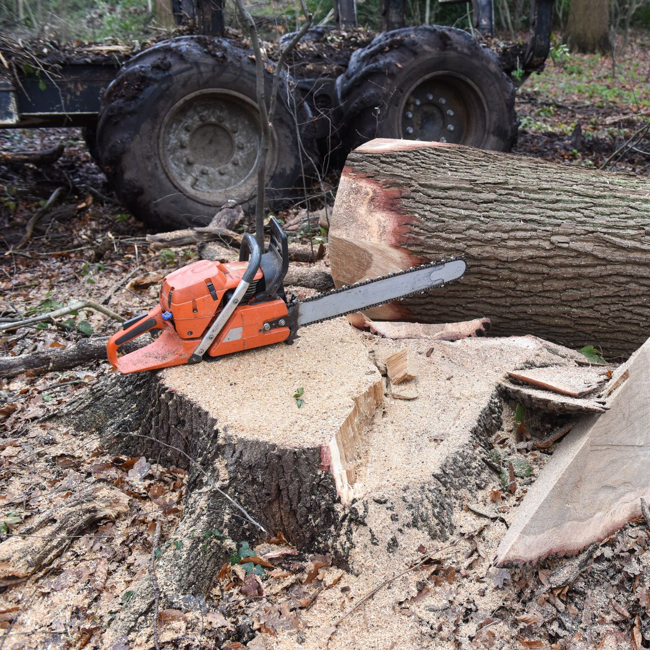 Une tronçonneuse orange posée sur une souche d'arbre fraîchement coupée.