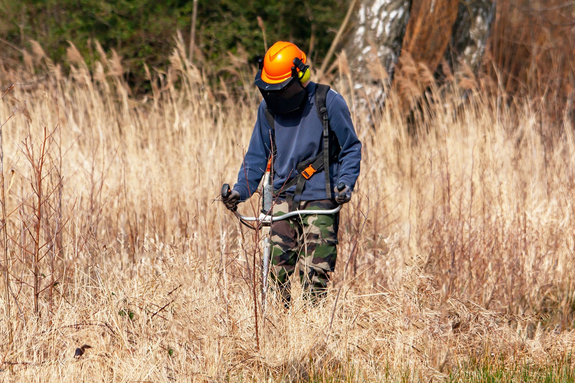 Une personne utilise une débroussailleuse pour dégager les hautes herbes sèches d'un champ.