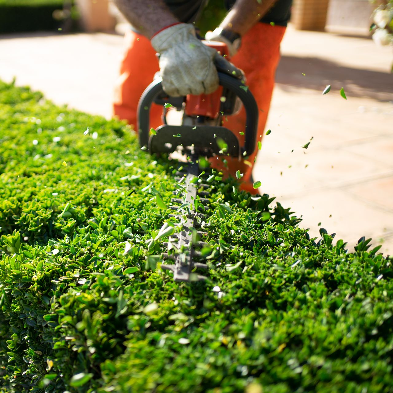 Une personne portant des gants de travail utilise un taille-haie pour tailler une haie.