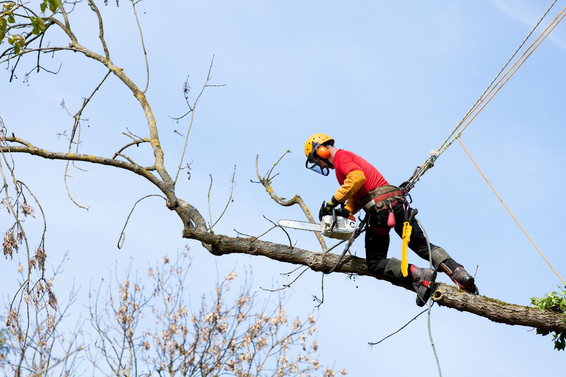 Un ouvrier utilise une tronçonneuse pour élaguer une branche sur fond de ciel bleu.