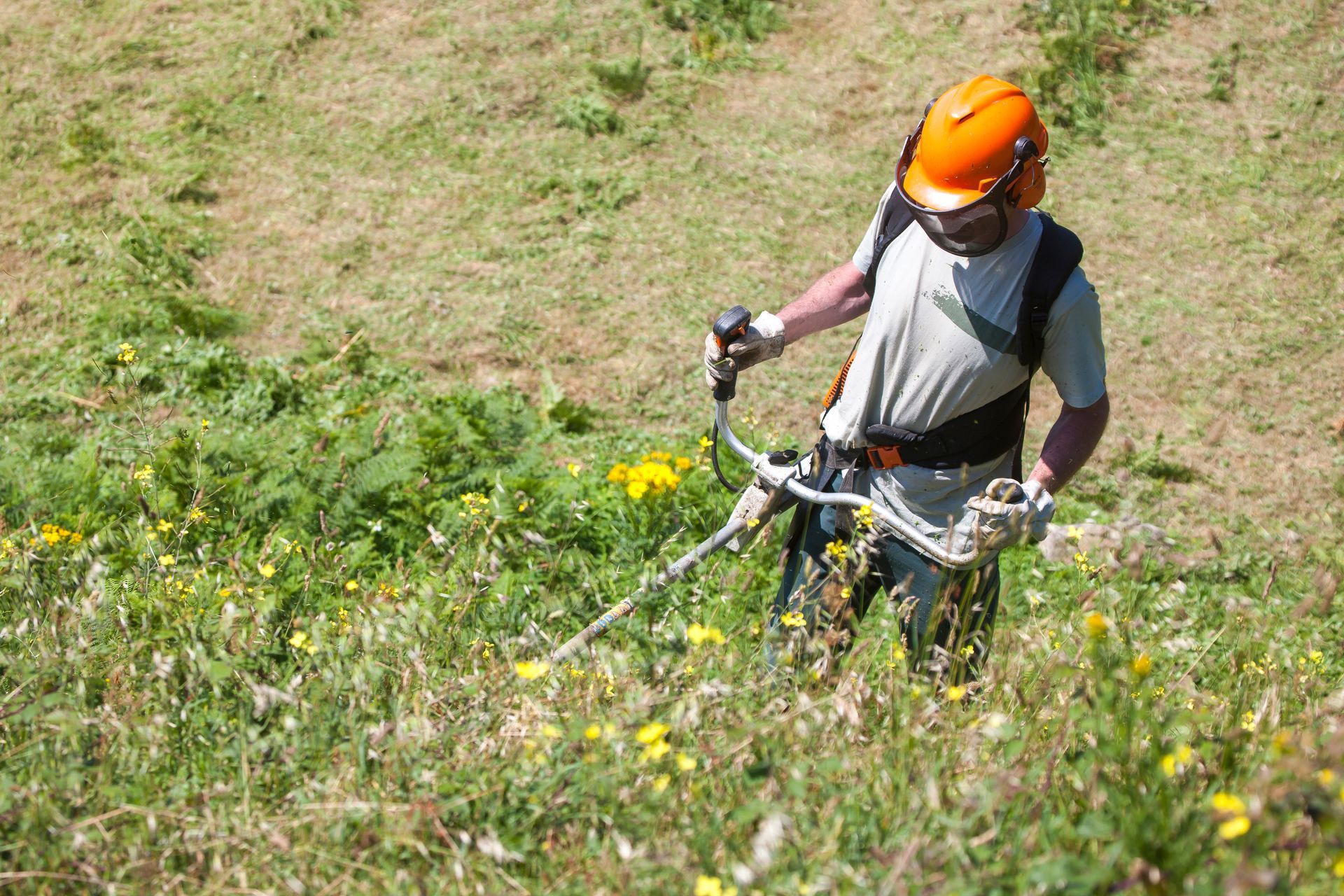 Un ouvrier utilise une débroussailleuse pour dégager les hautes herbes et les fleurs sauvages jaunes sur une colline.