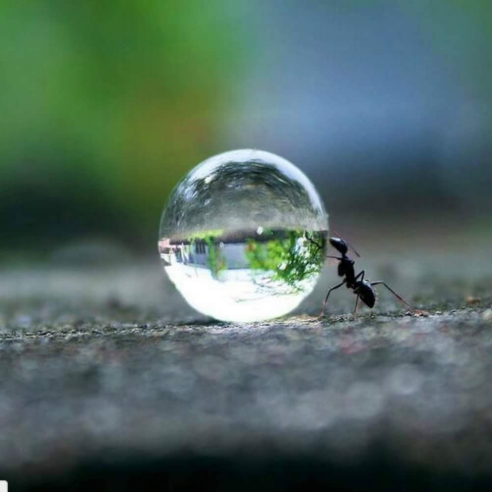 Une fourmi pousse une bille de verre