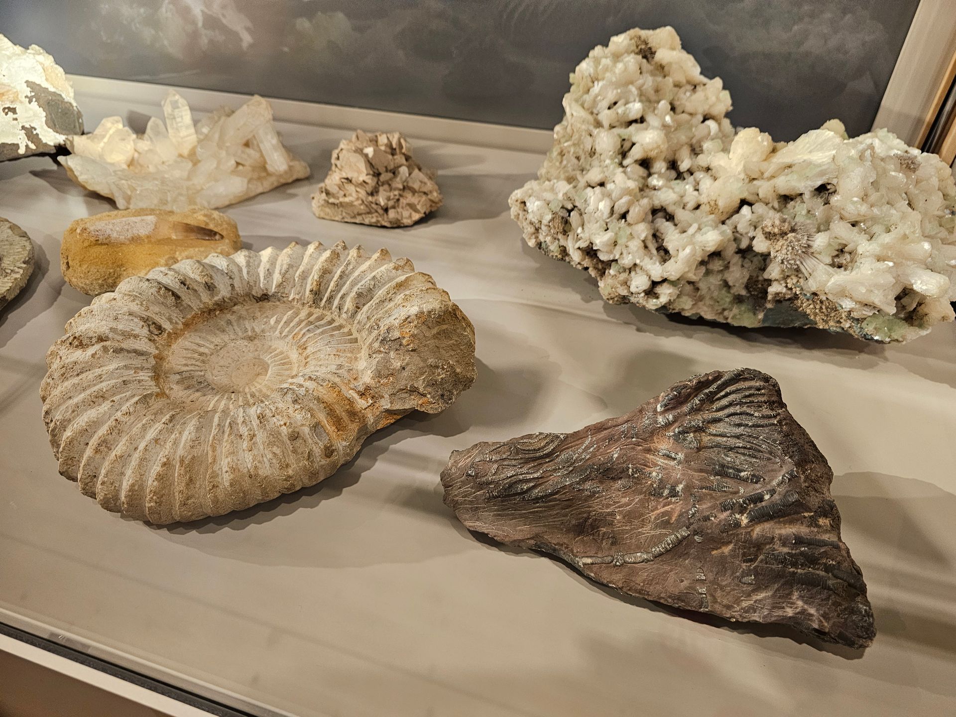 Eine Sammlung von Steinen und Fossilien auf einem Tisch