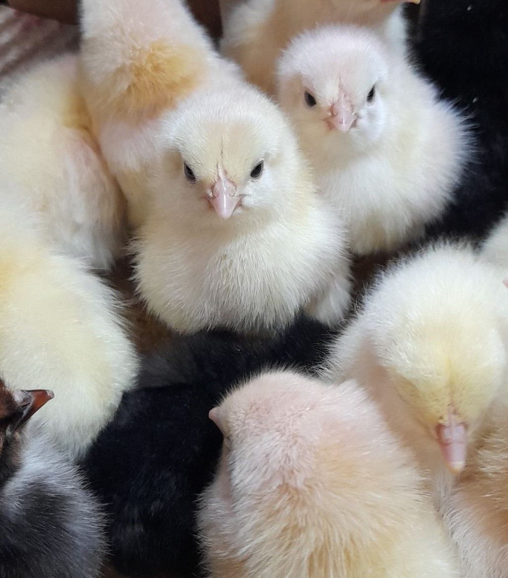 Des poussins.
