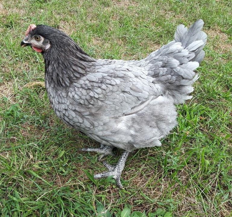 Une poulette cendrée.