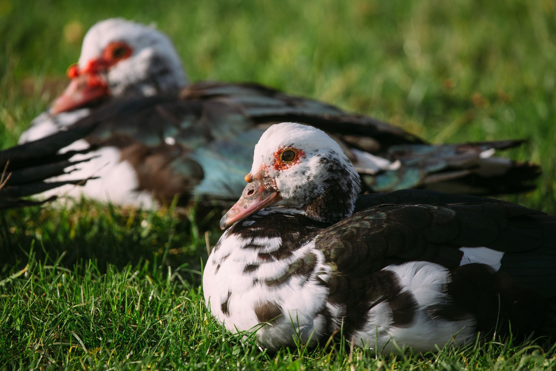Deux canards dans l'herbe.