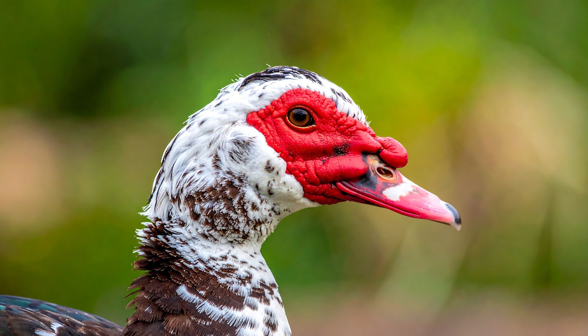Une tête de canard de Barbarie.