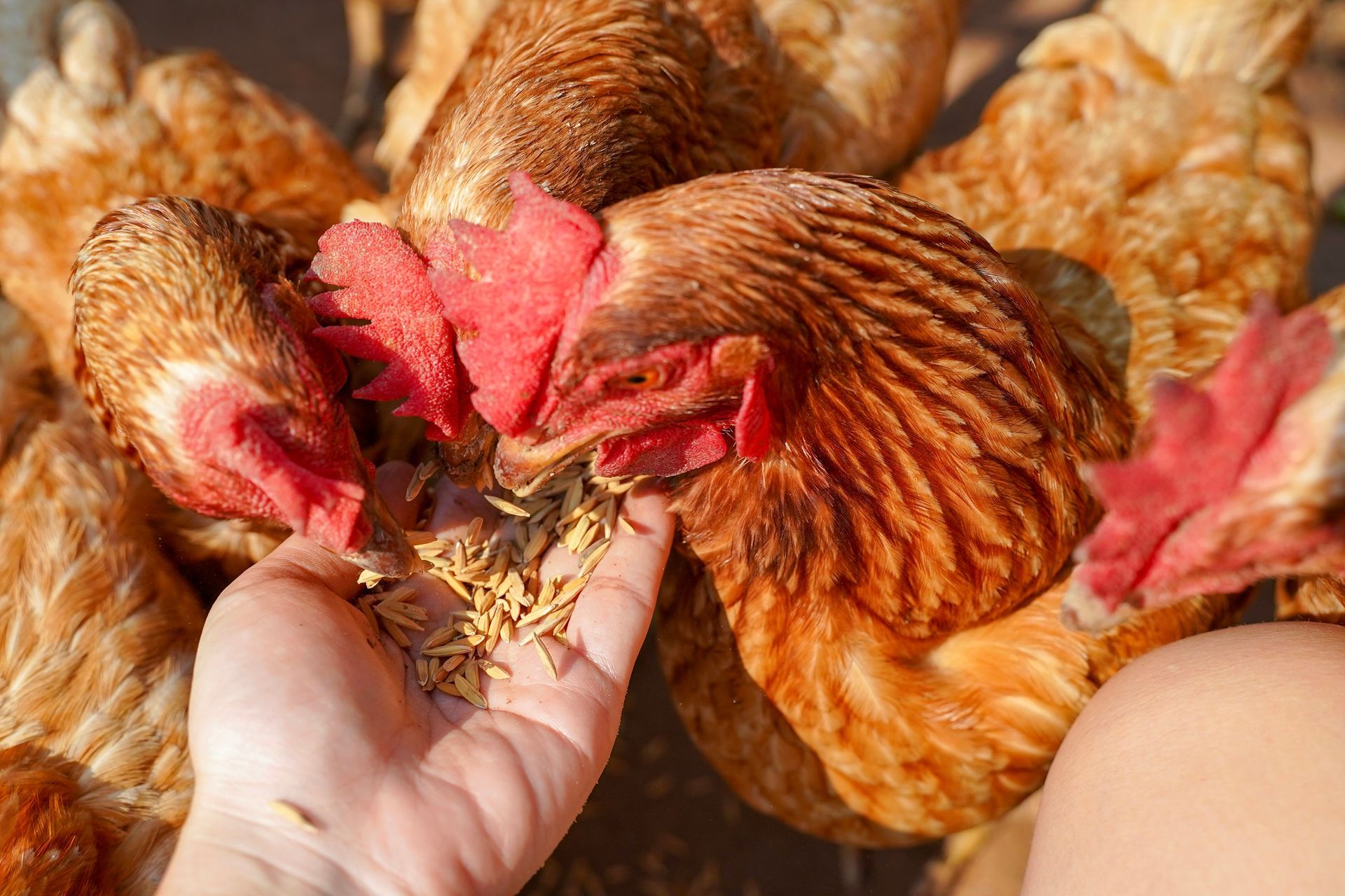 Des poules picorent des graines.
