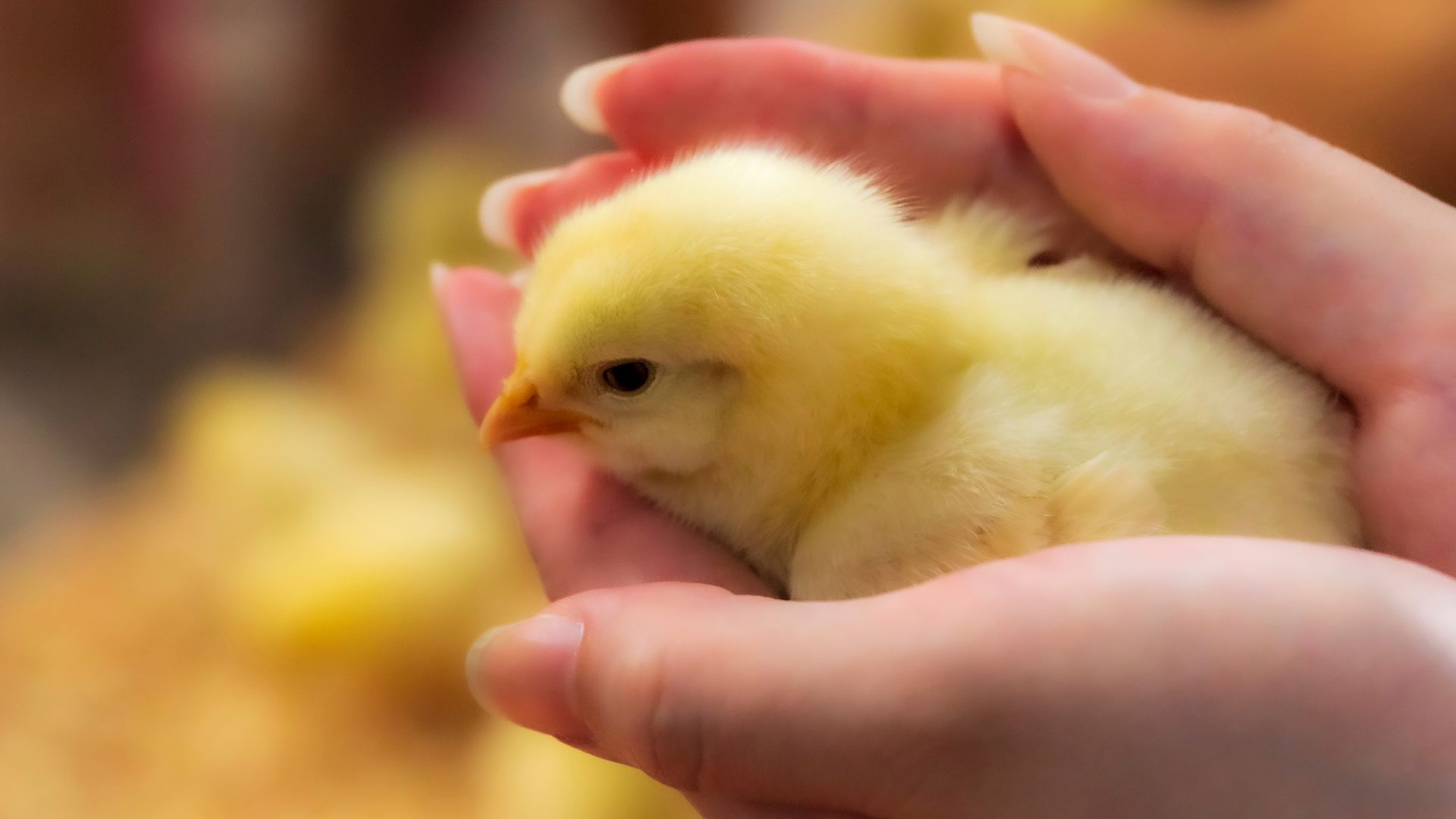 Un poussin dans les mains.