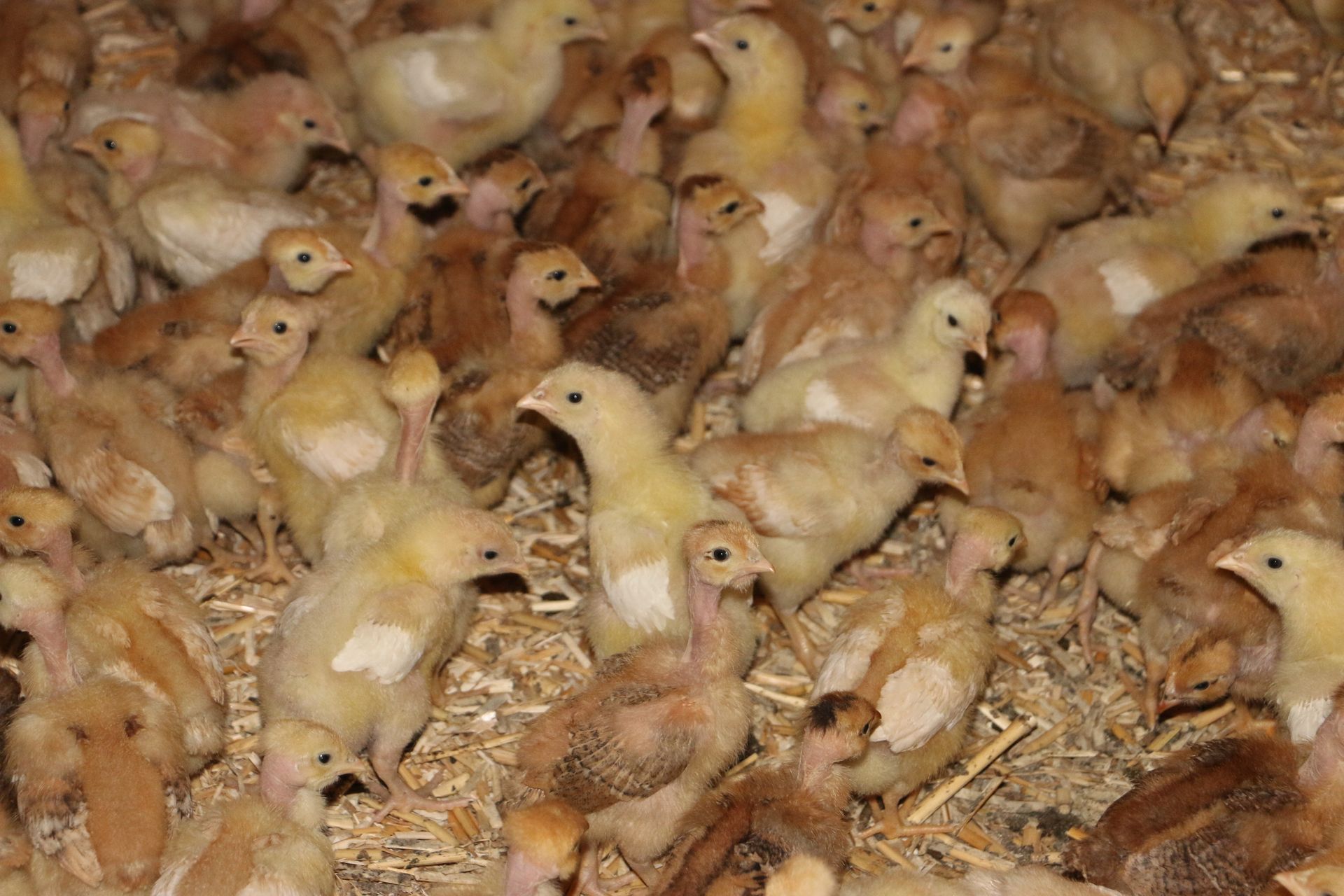 Des poussins.