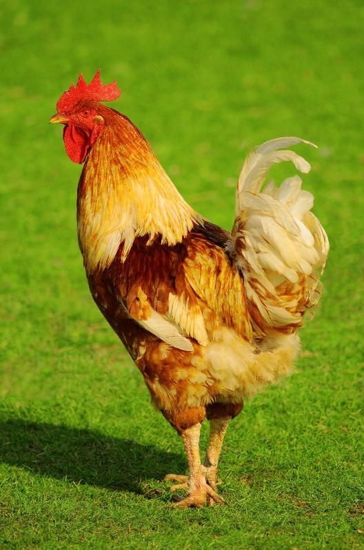 Un coq autosexé roux.