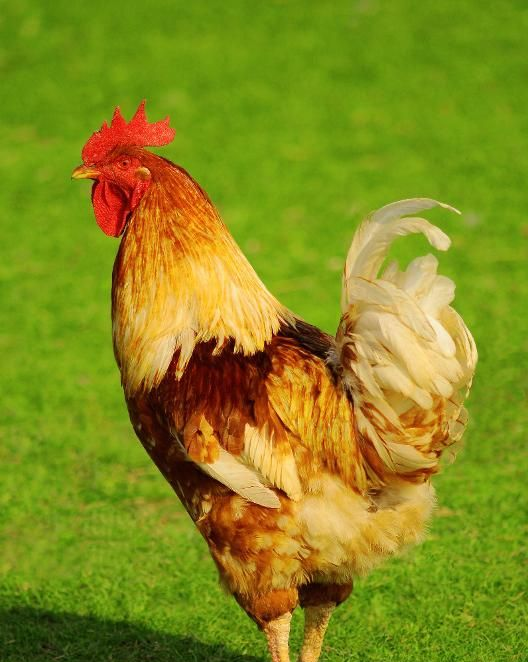 Un coq autosexé roux.