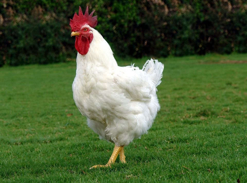 Un coq chair blanc.