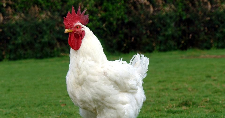 Un coq chair blanc.