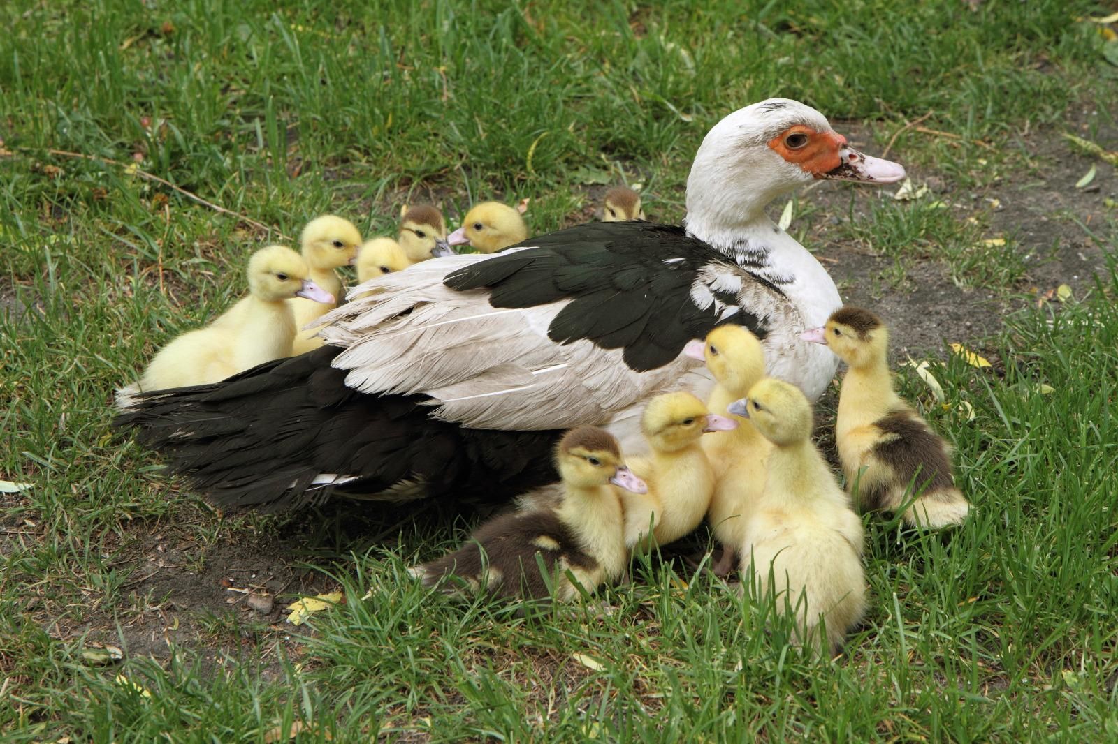 Un canard et des canetons.