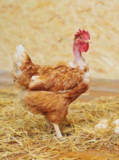 Un coq nu roux non sexé.