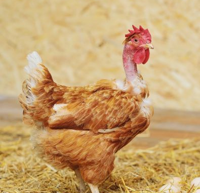Poulet cou nu roux non sexé.