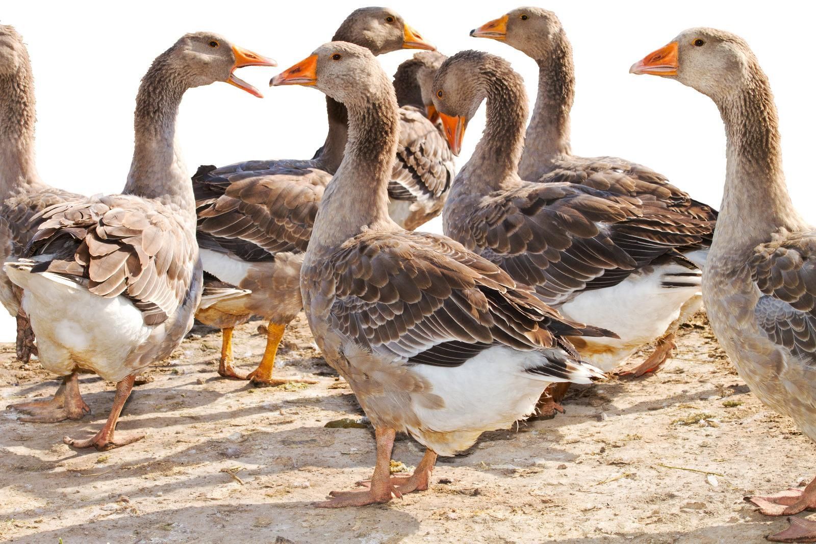 Un groupe d'oies grises.