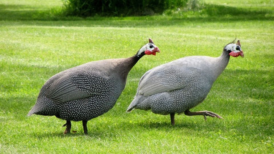 Deux pintades.