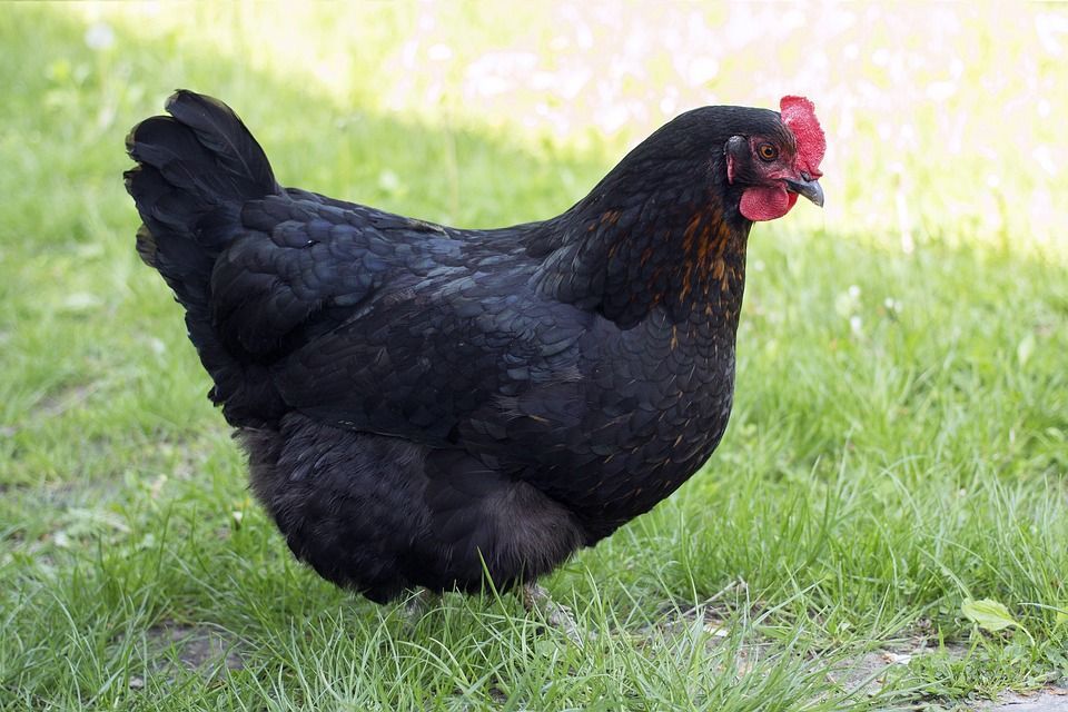 Une poule noire.