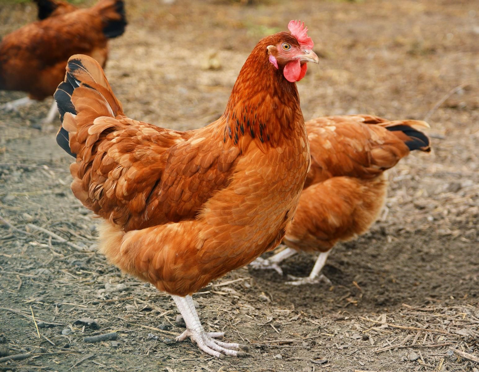 Deux poules.