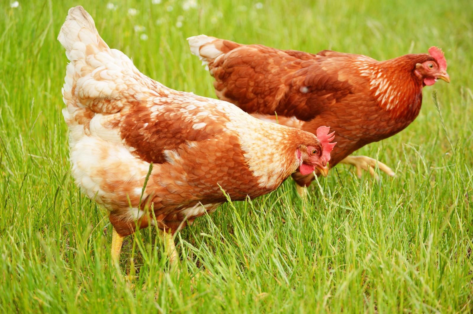 Deux poules rousses.