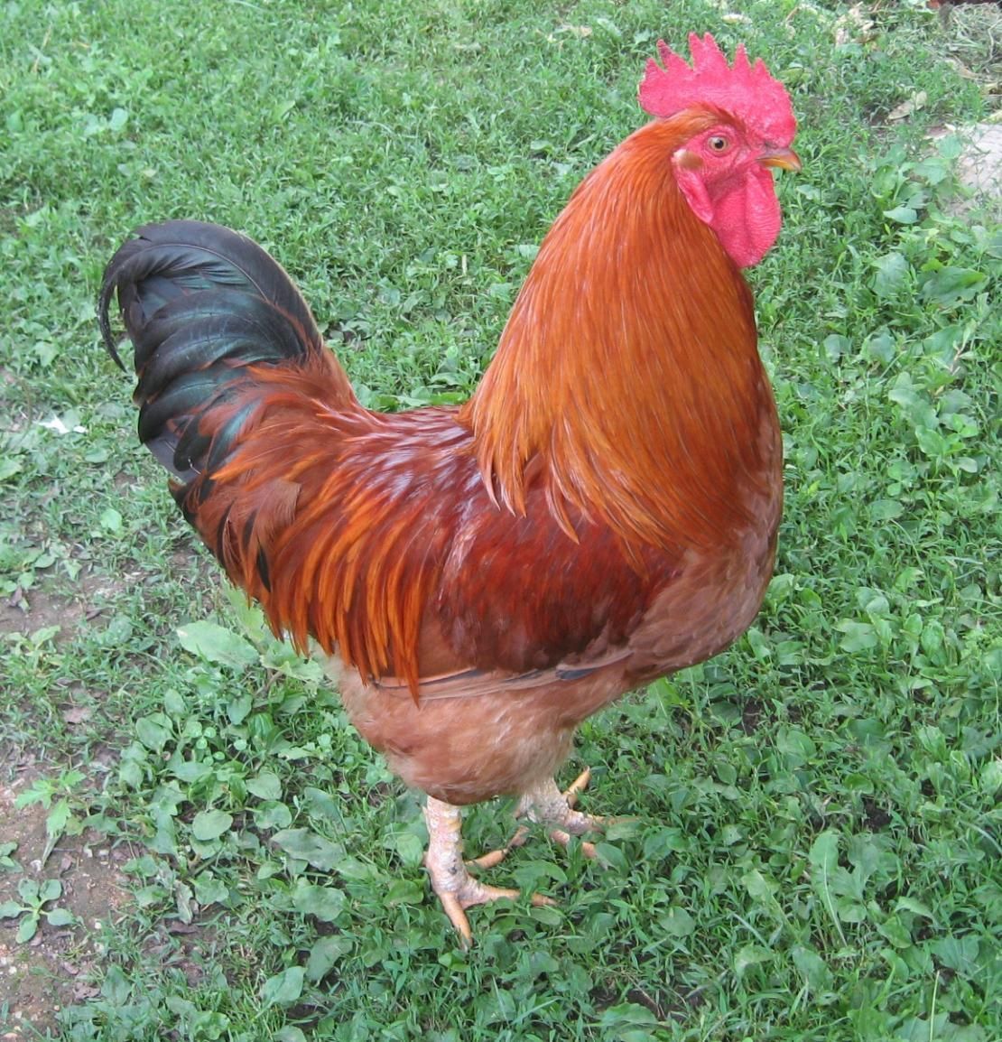 Un poulet redbro non sexé.
