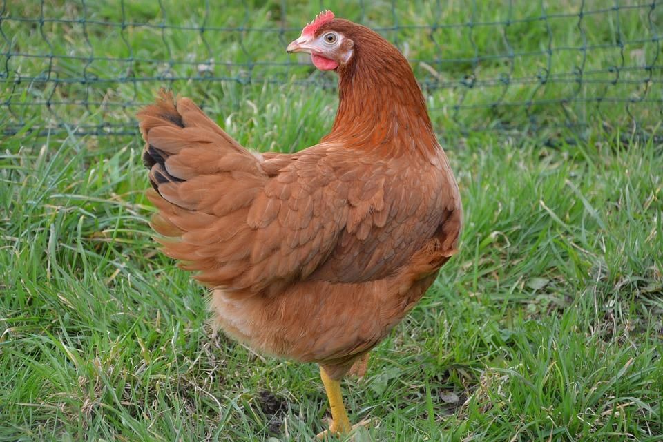 Une poule rouge.