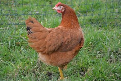 Une poule rouge.