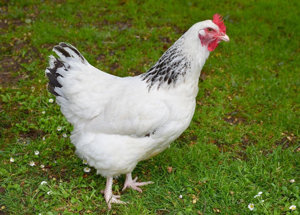 Une poulette Sussex.