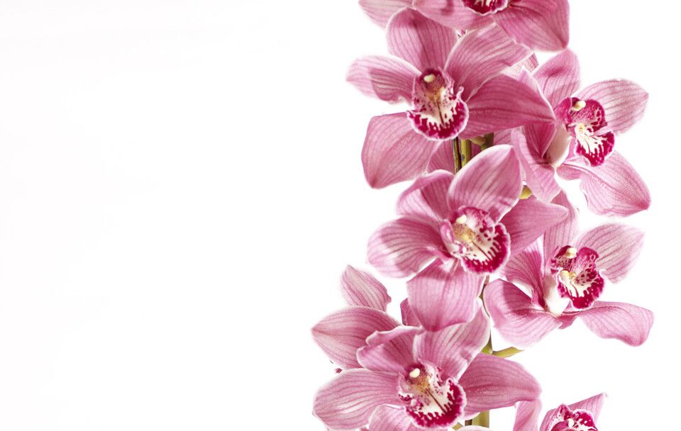 Blumen von Le Fleuriste.ch