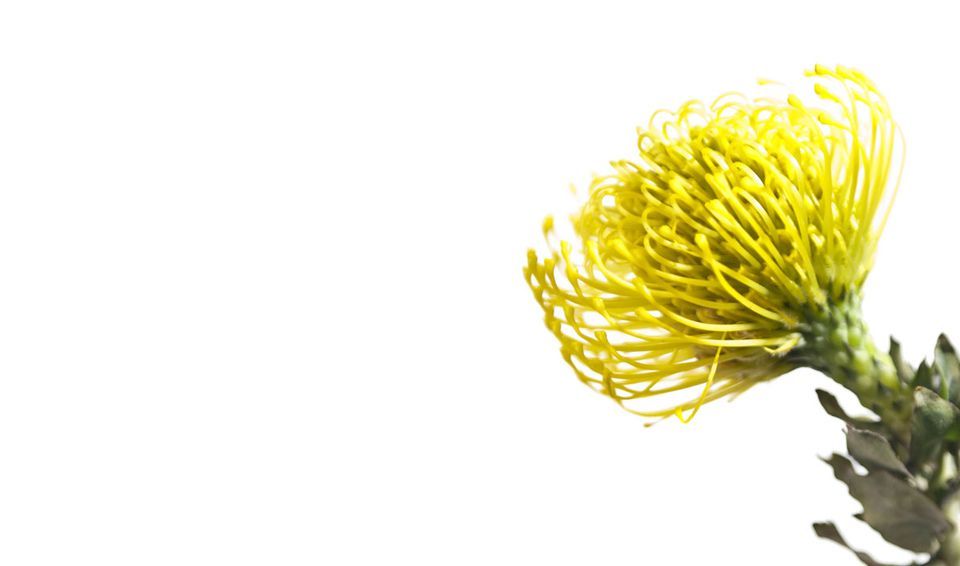 Blumen von LE FLEURISTE.CH GmbH