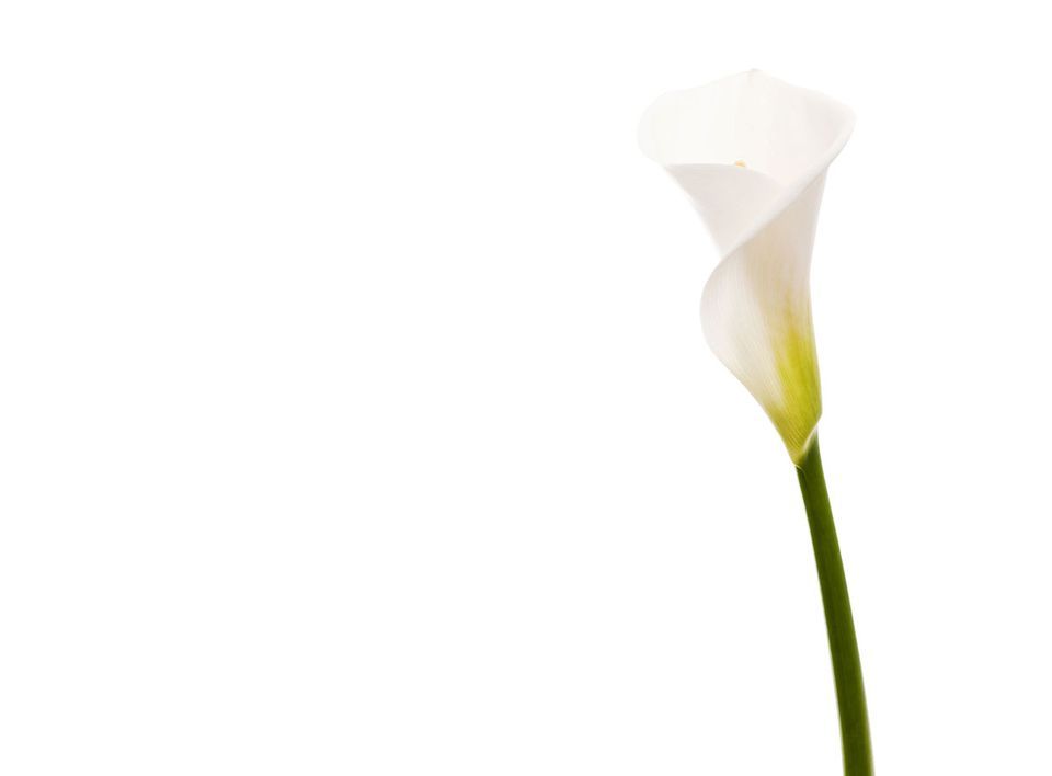 Blumen von Le Fleuriste.ch