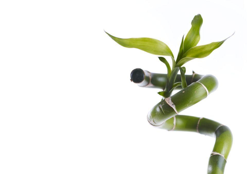 Blumen von Le Fleuriste.ch