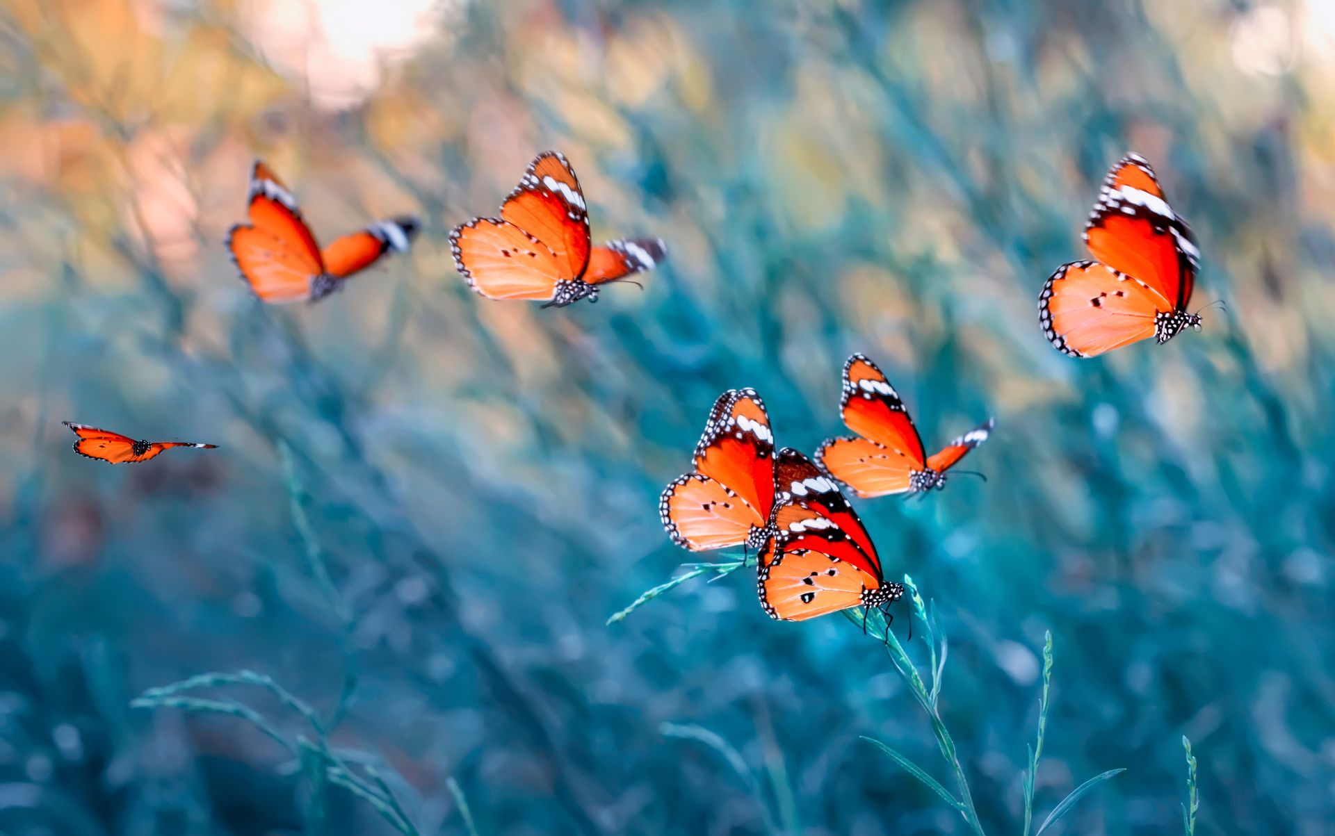 eine Gruppe von orangefarbenen Schmetterlingen , die in einem Feld fliegen .